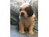 PoulaTo: Saint bernard,